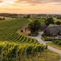 Danske vingårde du skal besøge: rejseguide til dansk vinavl